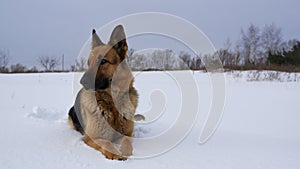 German Shepherd dog lying in the snow. German Shepherd Dog in winter. Dog performs the commands of the owner