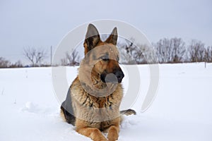 German Shepherd dog lying in the snow. German Shepherd Dog in winter. Dog performs the commands of the owner