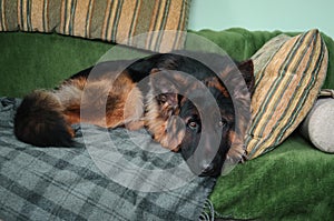 German shepherd dog lying on sofa on pillows