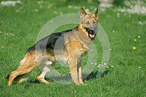 German Shepherd Dog, Male standing on Grass