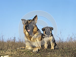 German Shepherd Dog, Mother and Pup