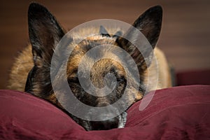 German Shepherd dog napping on pillow