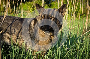 German shepherd dog in nature