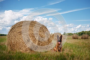 German shepherd dog near a haystack