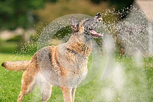 German Shepherd Dog Outside Playing In Water