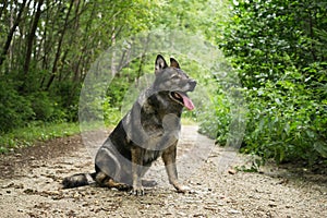 German Shepherd dog on the path in the forest.