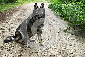 German Shepherd dog on the path in the forest.