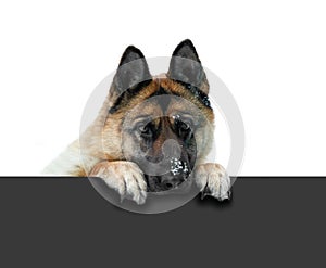 German shepherd dog peeking out through the grey fence. Muzzle G