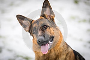 German Shepherd dog performs the commands of the owner