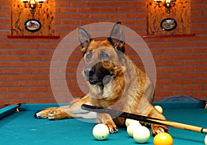 German shepherd dog play billiard