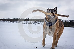 German Shepherd Dog play with stick next to snow-covered lake