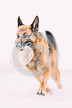 German Shepherd Dog Playing Frisbee Freestyle. Winter Season. Training Of Purebred Adult Alsatian Wolf Dog Winter Day