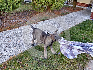 German shepherd dog playing in the garden or meadow in nature.