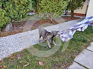 German shepherd dog playing in the garden or meadow in nature.