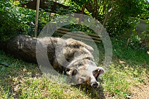 German shepherd dog playing in the garden or meadow in nature.