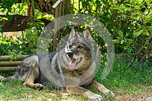 German shepherd dog playing in the garden or meadow in nature.