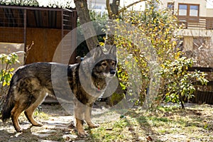 German shepherd dog playing in the garden or meadow in nature.