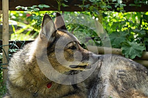 German shepherd dog playing in the garden or meadow in nature.