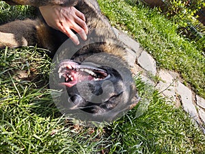 German shepherd dog playing in the garden or meadow in nature.