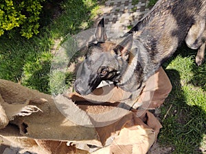 German shepherd dog playing in the garden or meadow in nature.