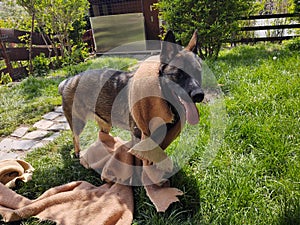 German shepherd dog playing in the garden or meadow in nature.