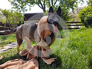 German shepherd dog playing in the garden or meadow in nature.