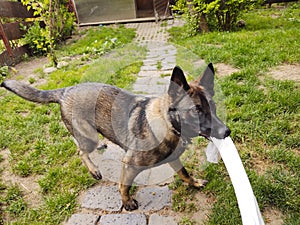 German shepherd dog playing in the garden or meadow in nature.