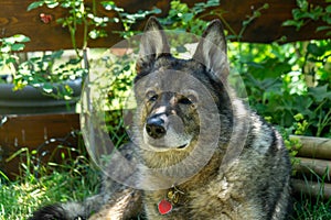 German shepherd dog playing in the garden or meadow in nature.