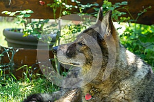 German shepherd dog playing in the garden or meadow in nature.