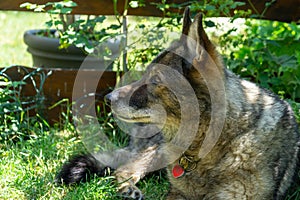 German shepherd dog playing in the garden or meadow in nature.