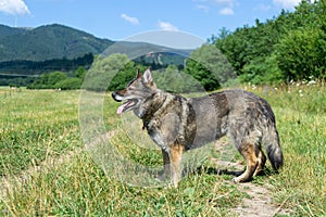 German shepherd dog playing in the garden or meadow in nature.