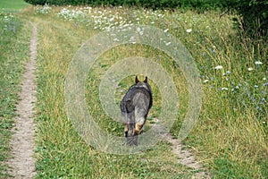 German shepherd dog playing in the garden or meadow in nature.