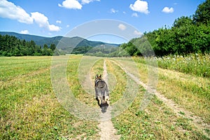 German shepherd dog playing in the garden or meadow in nature.