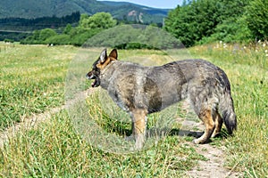 Německý ovčák si hraje na zahradě nebo na louce v přírodě.