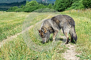 Nemecký ovčiak sa hrá na záhrade alebo na lúke v prírode.