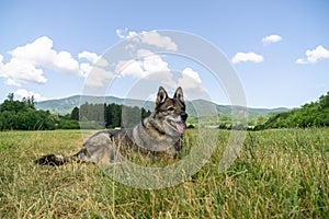 German shepherd dog playing in the garden or meadow in nature.