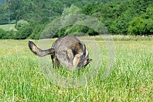 Nemecký ovčiak sa hrá na záhrade alebo na lúke v prírode.