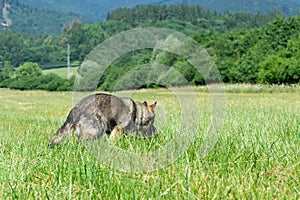 German shepherd dog playing in the garden or meadow in nature.