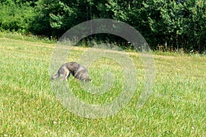 German shepherd dog playing in the garden or meadow in nature.