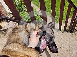 German shepherd dog playing in the garden or meadow in nature.