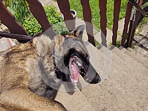 German shepherd dog playing in the garden or meadow in nature.