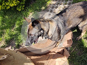 German shepherd dog playing in the garden or meadow in nature.