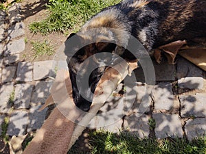 German shepherd dog playing in the garden or meadow in nature.