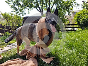 German shepherd dog playing in the garden or meadow in nature.