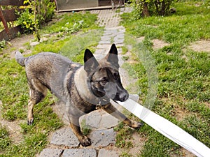 German shepherd dog playing in the garden or meadow in nature.