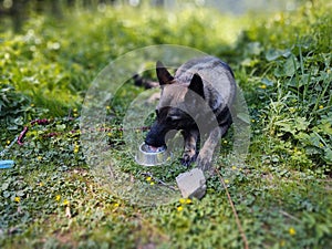 German shepherd dog playing in the garden or mountain or meadow in nature.