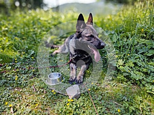 German shepherd dog playing in the garden or mountain or meadow in nature.