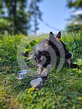 German shepherd dog playing in the garden or mountain or meadow in nature.