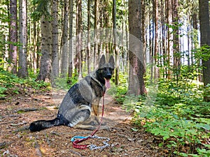 German shepherd dog playing in the garden or mountain or meadow in nature.