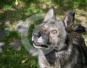 German shepherd dog playing in the garden.